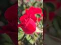 Zara Dekho Sajan - Rose #shorts #viral #music