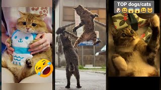 Funny Cats 2024 😻 Cats Being Cats 😹 #CatsInc Part 3635