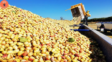 Outstanding Modern Pistachio Harvesting And Processing Technology - Pistachio Processing Factory