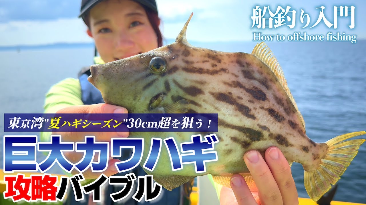 [Рыбалка на спинорога] Летом ловите гигантского спинорога! Ловля спинорога в Токийском заливе