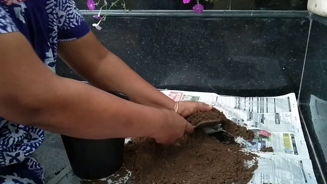Petunia planting || First video ||🌺 
