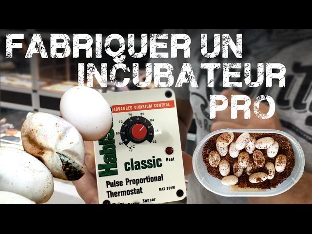 Incubateur Pour Reptile Fait Maison | Ventana Blog