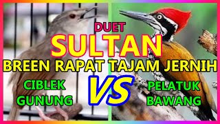 Masteran Ciblek Gunung Gacor Ngotot Full Bren VS Pelatuk Bawang Rapat Jernih Jeda Suara Air Panjang