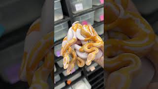 Behold The Dreamsicles