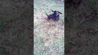 Balkanski Gonič Štenci