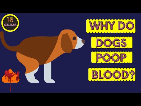 Videó: 16 Vér okai a kutyaszakban