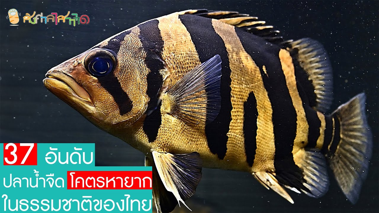 37 อันดับปลาน้ำจืด 'โคตรหายาก' ในธรรมชาติของประเทศไทย