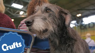 The Deerhound | Crufts Breed Information