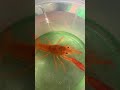 Рак флоридський червоний (Procambarus clarkii)