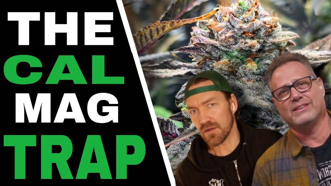 Не добавляйте кальций-магний в каннабис, пока не узнаете ЭТО.