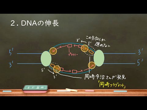 おうち生物　18.  複製のしくみ　（詳細欄に訂正あります！）