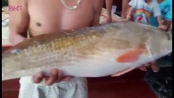 Ngư dân Hà Tĩnh bắt được cá lạ, nghi cá sủ vàng