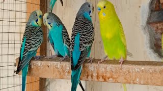 11 hr Beautiful Parakeets Happy Singing & Eating, Budgies Birds, Reduce Stress of Lonely Quiet Birds by Beel Pet Budgie Sounds  755 views 11 days ago 11 hours