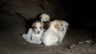 We found puppies living in the cave while they were sleeping.