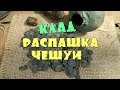 КЛАД-РАСПАШКА ЧЕШУИ.-=ШУРФ 2017. начало=-