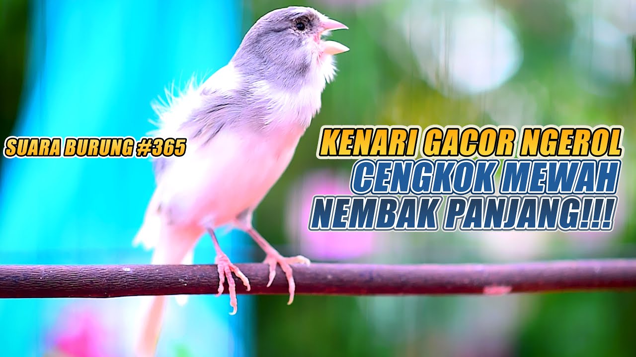 SUARA BURUNG |365| Kenari GACOR PANJANG INI Cocok untuk Masteran KENARI PAUD dan Kenari Macet BUNYI