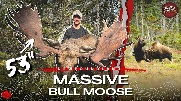 MASSIVE Bull Moose (Unbelievable Adventure) | Canada in the Rough