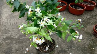 How To Make Bonsai Parijat / Shiuli / Night Jasmine Plant (6 Years Update) How To Make Bonsai Parijat / Shiuli / Night Jasmine Plant (6 Years Update)