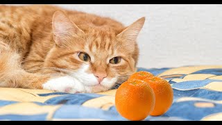 Can Cats Eat Oranges? Are citrus fruits are toxic? by The ideal Cat 405 views 2 years ago 9 minutes, 30 seconds