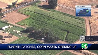 Pumpkin patches, corn mazes open up across Sacramento region