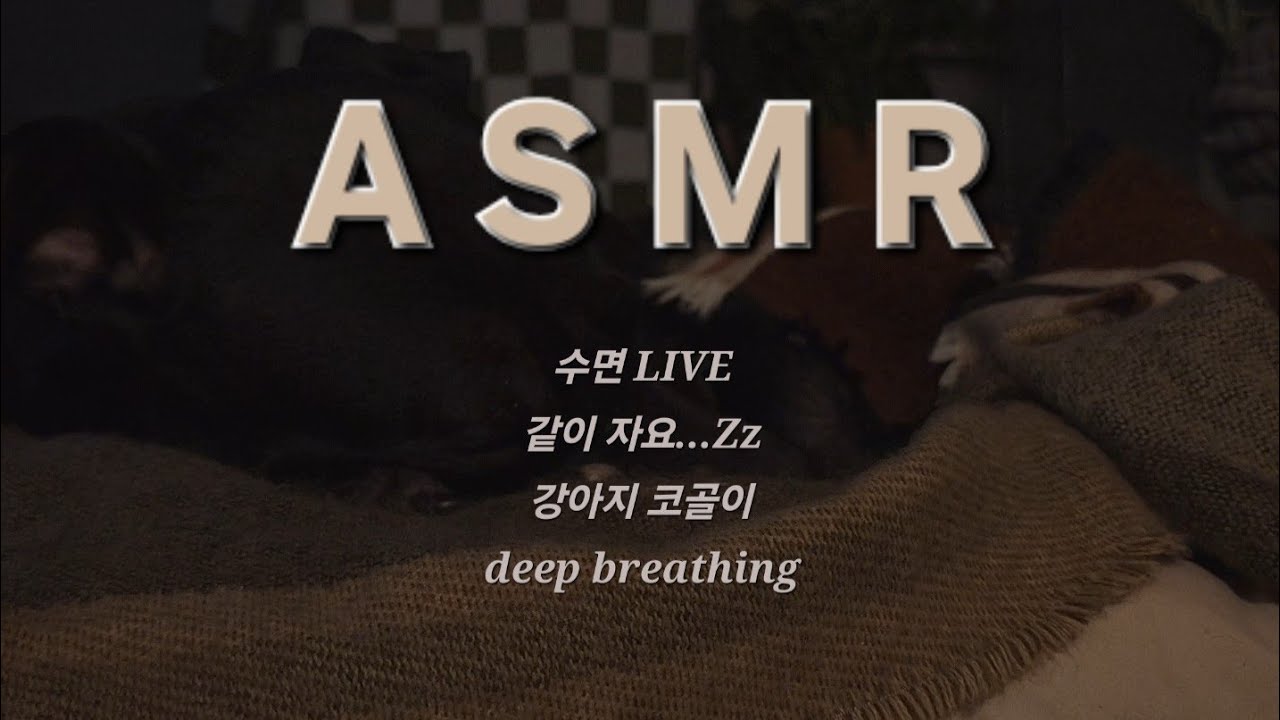 강아지 수면 ASMR | 토르랑 쉬어요 | [편안한 힐링] | Relaxing Dog Sleep Sound