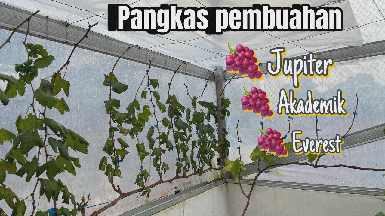 Pangkas pembuahan |Episode 2 pemangkasan jupiter akademik everest