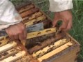 Secretos y particularidades en la exportación de abejas reina (#482 2012-10-20)