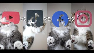 Cat food ASMR cats licking Social media icons on glass table