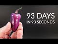 PURPLE BELL PEPPER Time-lapse