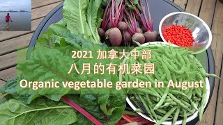 2021 加拿大中部种菜：八月的有机菜园 /Organic vegetable garden | 不用化肥和杀虫剂，20平米的菜园种20个品种的蔬菜。厨余和干草是最好的肥料（V134）