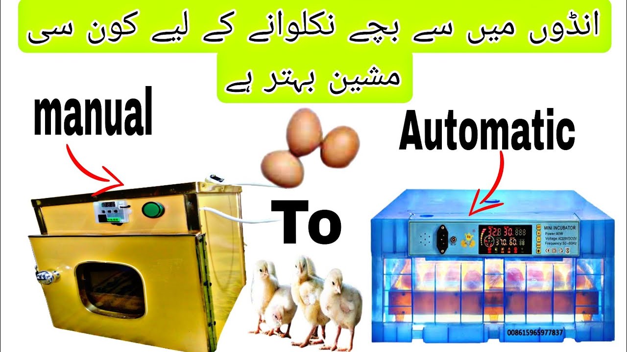 Which machine is best for hatching eggs Andon sai bache nikalwane
