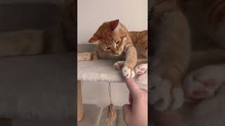 I was viciously attacked by a feral tiger 🐯 #tiger #cat #orangetabby #scullythecat