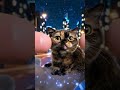 5198 見てるど🐱チョコ