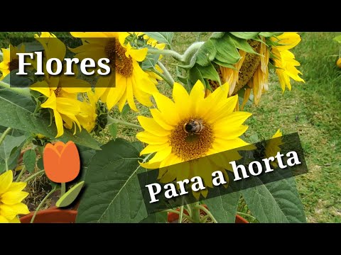 Vídeo: Que Flores E Quando Semear Em Março
