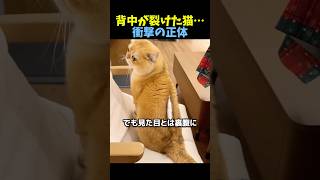 背中が裂けた猫…衝撃の正体🐈 #猫 #動物 #animals #cat