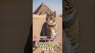 The Egyptian Mau cat finds its origins in ancient Egypt. This breed's striking appearance