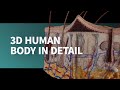 Explore the human body in detail with a range of 3d micromodels