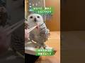 260323激おこミンティ久しぶりに腕の上でマウス3匹完食!もっと食べたくてパーチに戻らないもぐもぐタイムのハイライト #snowyowl #owl #シロフクロウ#かわいい