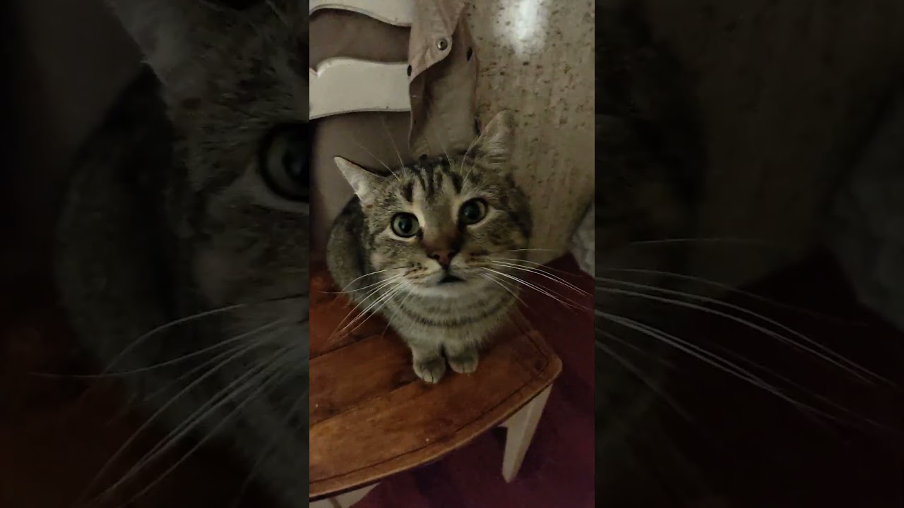 Да двигай сколько хочешь, я выше этого“ 😼😂