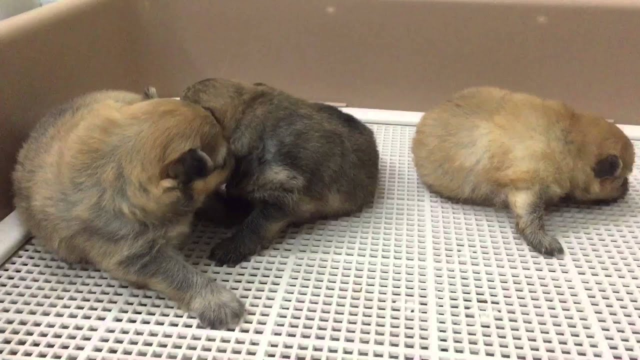 Pomeranian puppies 2 weeks old - YouTube Newborn Pomeranian