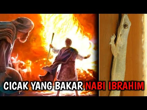 Video: Bagaimana Anjing Dicipta