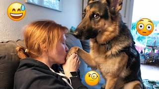 Try Not To Laugh 😂 Best Funny Dog Videos Compilation 2026 #3