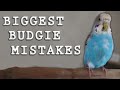 The BIGGEST Mistakes Made with Parakeets (Budgies)