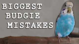 The BIGGEST Mistakes Made with Parakeets (Budgies)