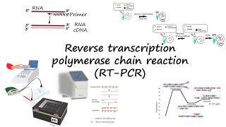 Reverse Transcriptase PCR or RT-PCR