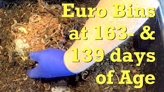 Compostable bag 21 days in ENC worm bin - vermicompost