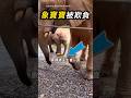 小象越搶不到，就要餓肚子了🐘