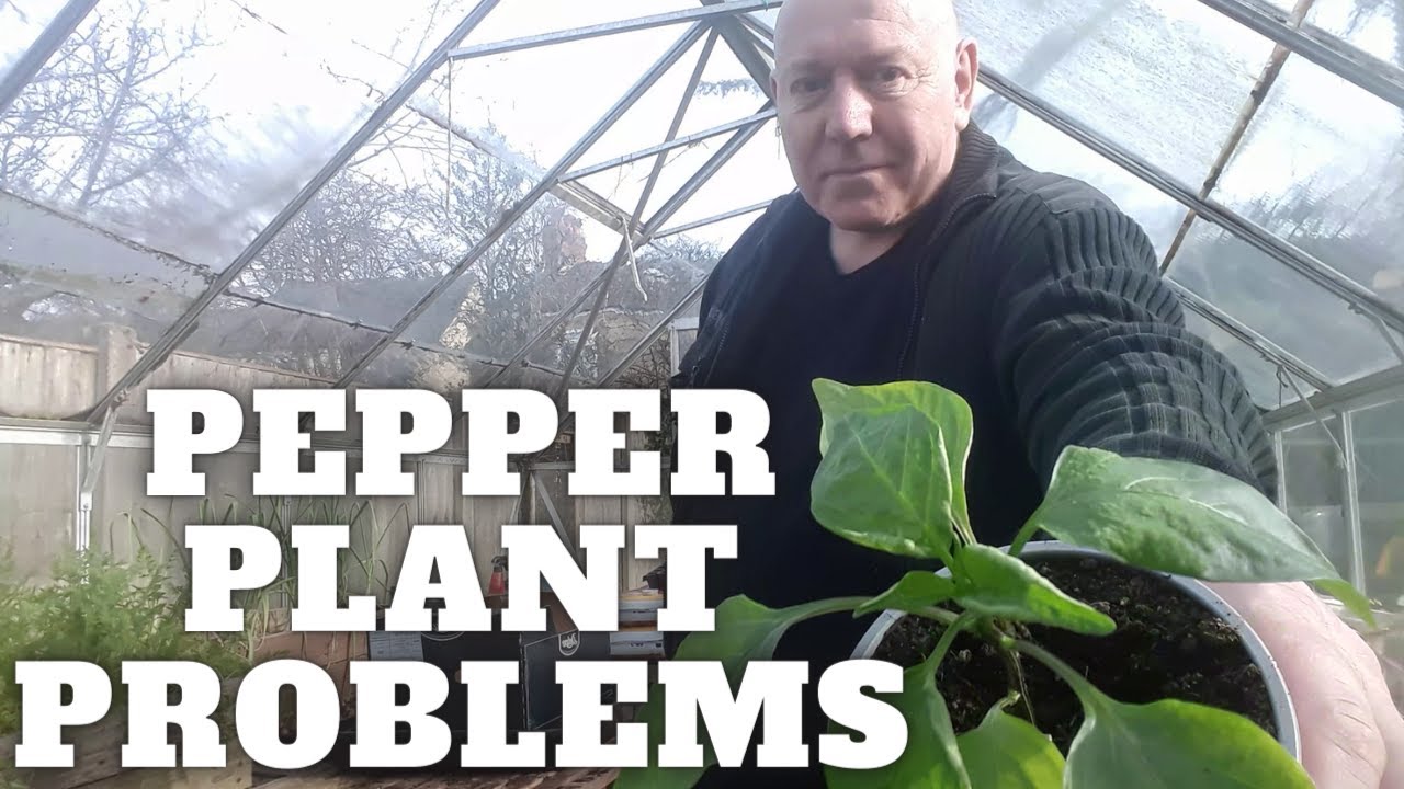 Solve Pepper Plant Problems Leaf Roll Edema] [[Gardening Allotment UK]