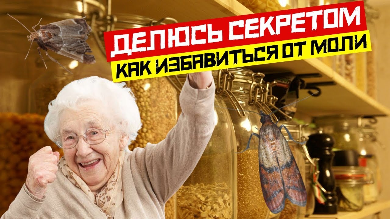 Как избавиться от моли раз и навсегда. Как избавиться от пищевой моли в квартире раз и навсегда.