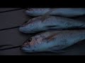 Lets fishing palauan style episode 1